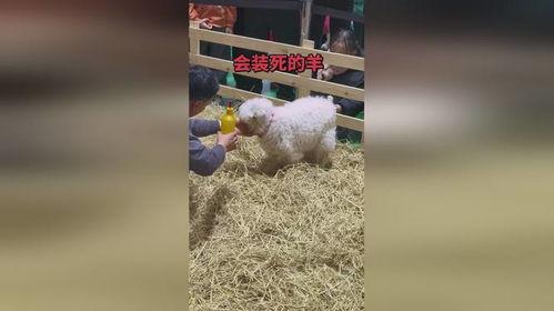 网红小羊,萌动全网,羊界新宠