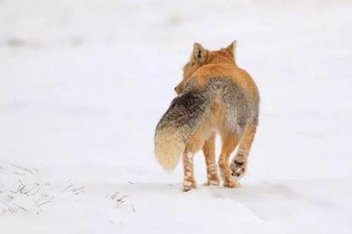 高原旅游表情包